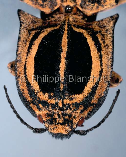 Lycoreus triocellatus.JPG - in "Portraits d'insectes" ed. SeuilLycoreus triocellatusTaupinSnapping beetleColeopteraElateridaeMadagascar